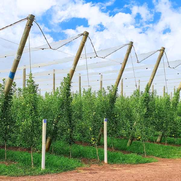 Pomar de frutíferas protegido com tela antigranizo branca sustentada por mourões de madeira sob céu azul com nuvens.